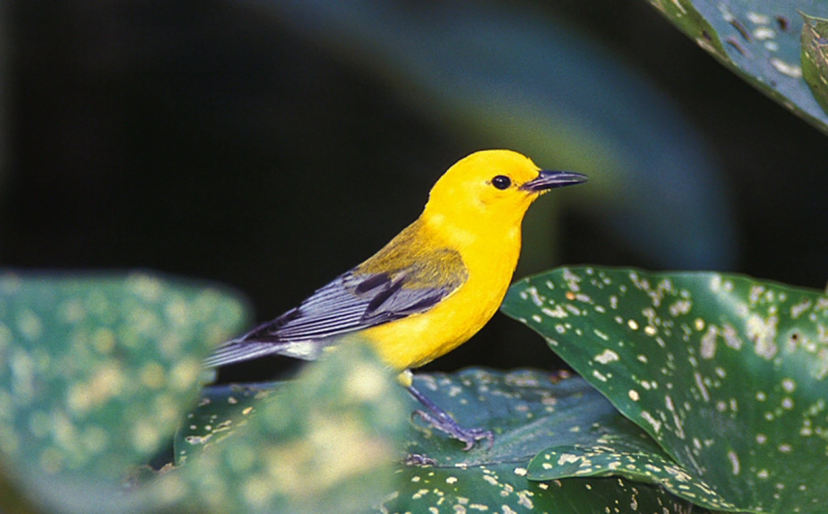 Birding Photo