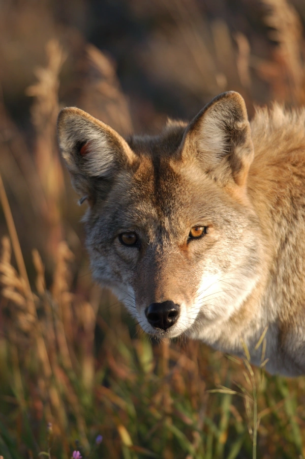 Coyote