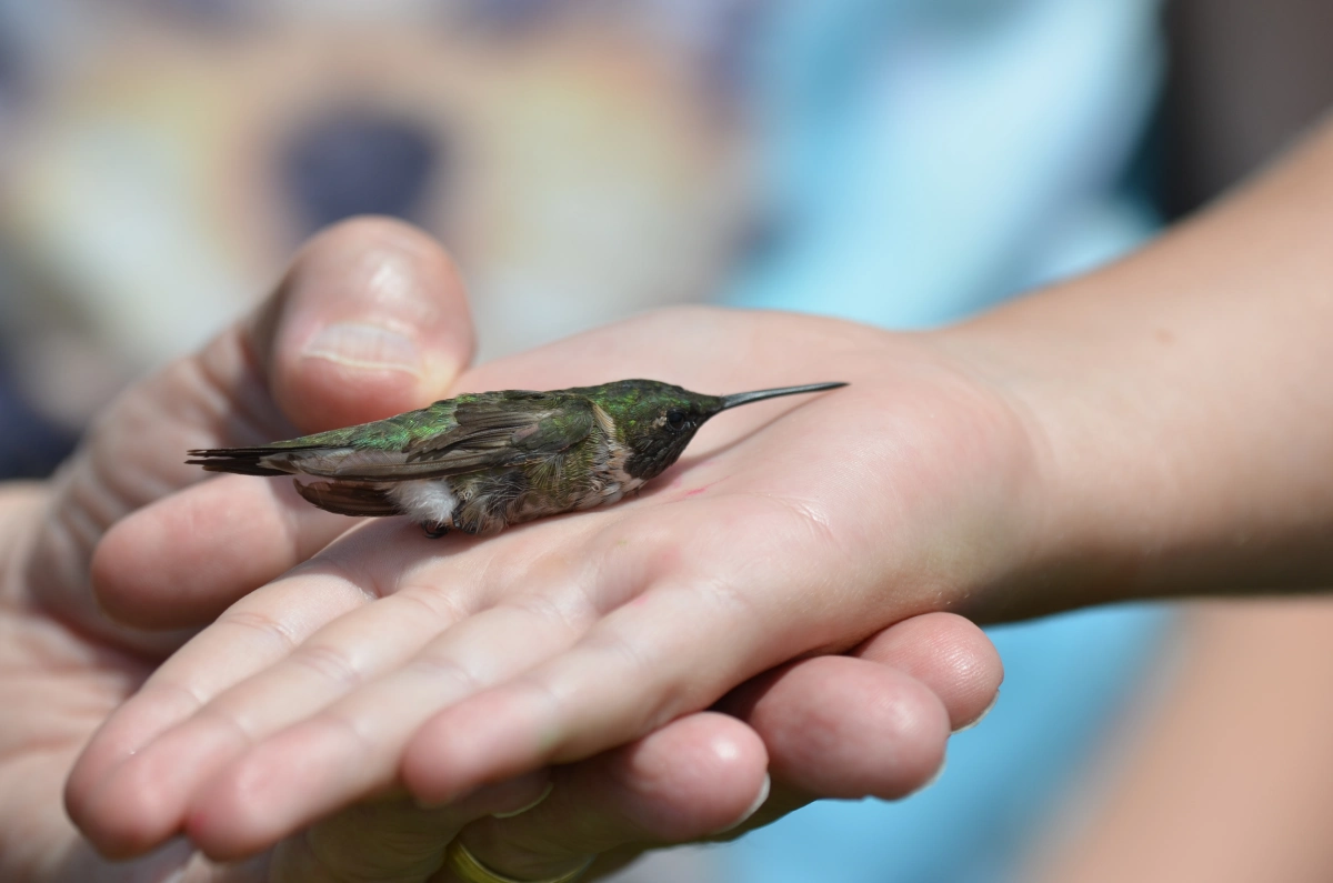 Hummingbird Banding Event
