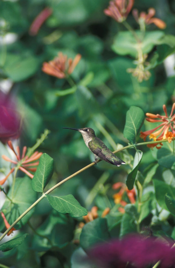hummingbird
