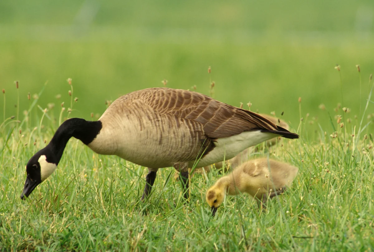 Mama and baby goose